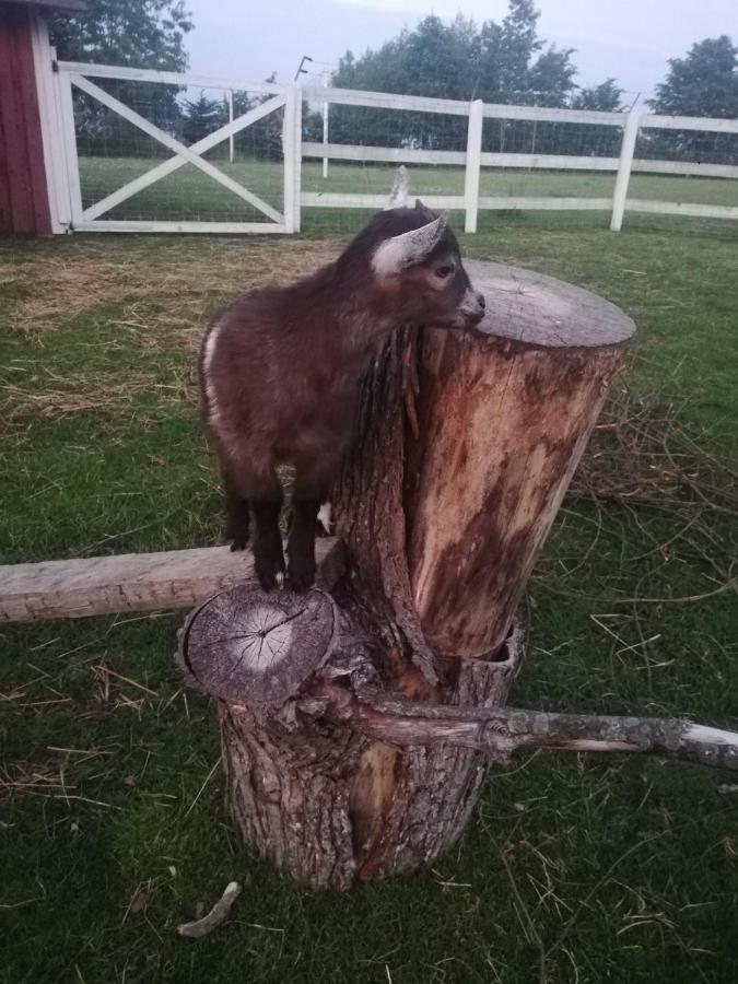 Feriegårder Babie Lato *